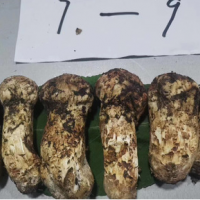 Litang export grade wild fresh Tricholoma matsutake 5-7 was harvested on the same day and delivered 