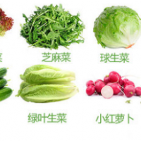 Vegetable salad, vegetable ball, lettuce, light food, mixed fresh salad, various vegetable fitness p